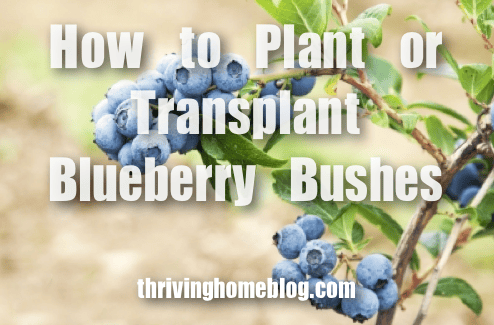 What is a good way to plant blueberry bushes?