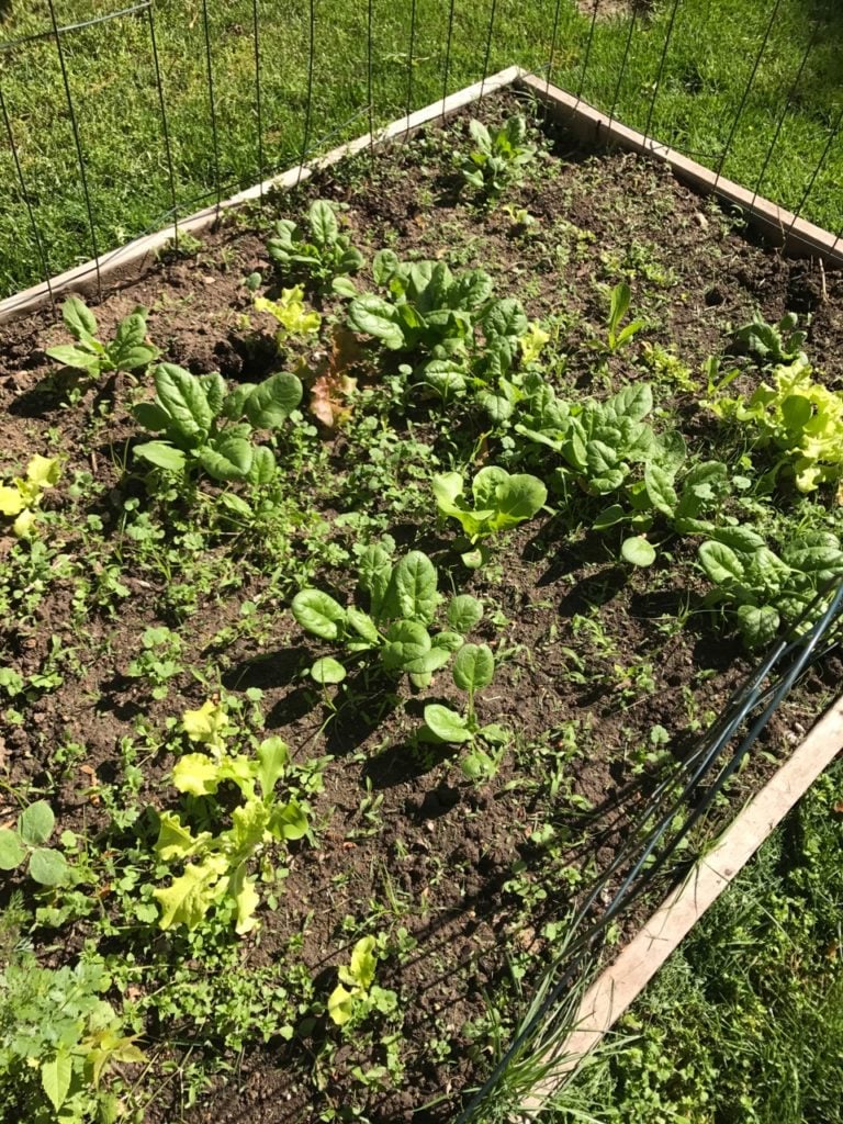 Spinach growing in a garden