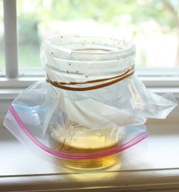 DIY fruit fly trap with apple cider vinegar in a jar that has a plastic bag rubberbanded on top.