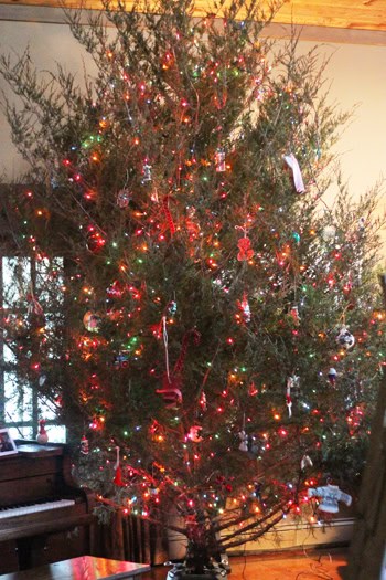 Real Christmas Tree in a living room.