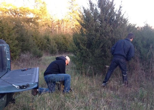 Two men Looking for a Christmas Tree.