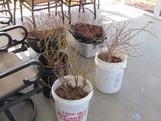 How to Transplant Blueberry Bushes