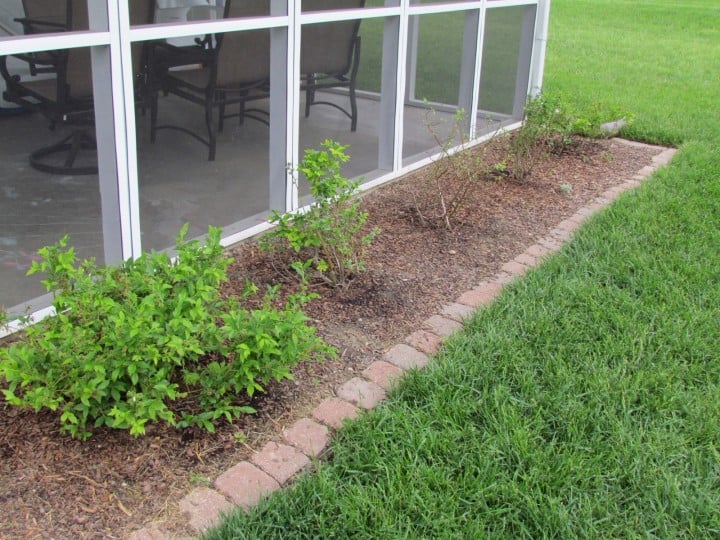 How to Transplant Blueberries