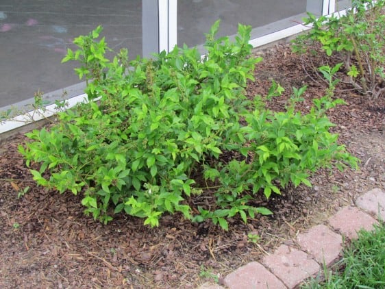 How to Transplant Blueberries