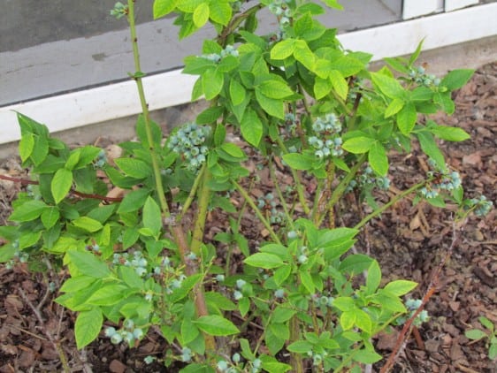 How to Transplant Blueberries