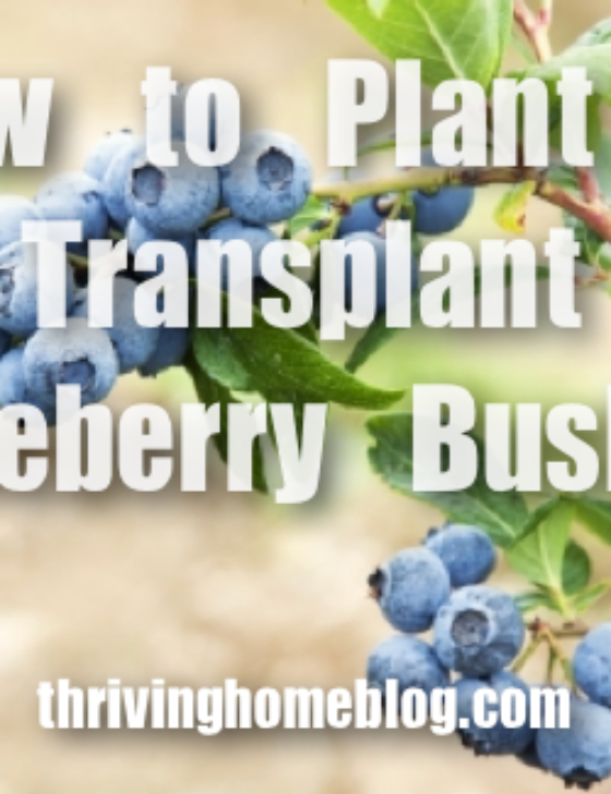 How to Transplant Blueberries