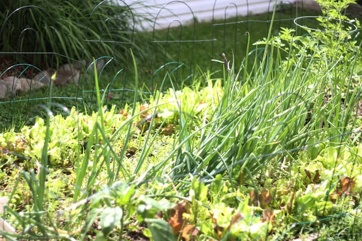 Green onions growing in garden