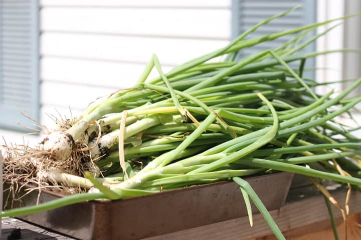 Green onions picked from the garden and stacked up. 