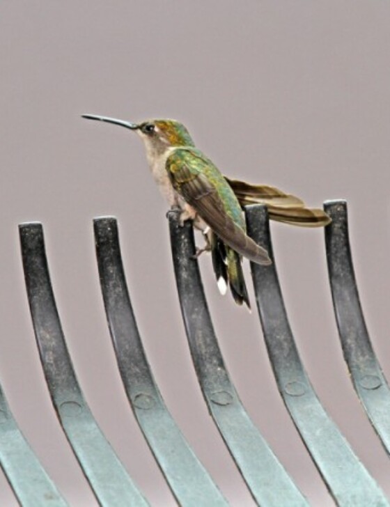 Hummingbird sitting on the tines of a metal rake.