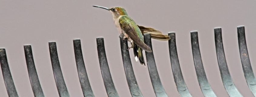 How to Get a Hummingbird Out of a Garage