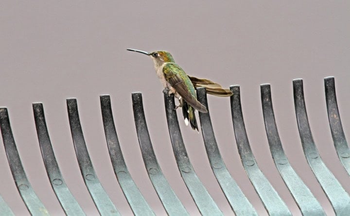 Hummingbird sitting on the tines of a metal rake.