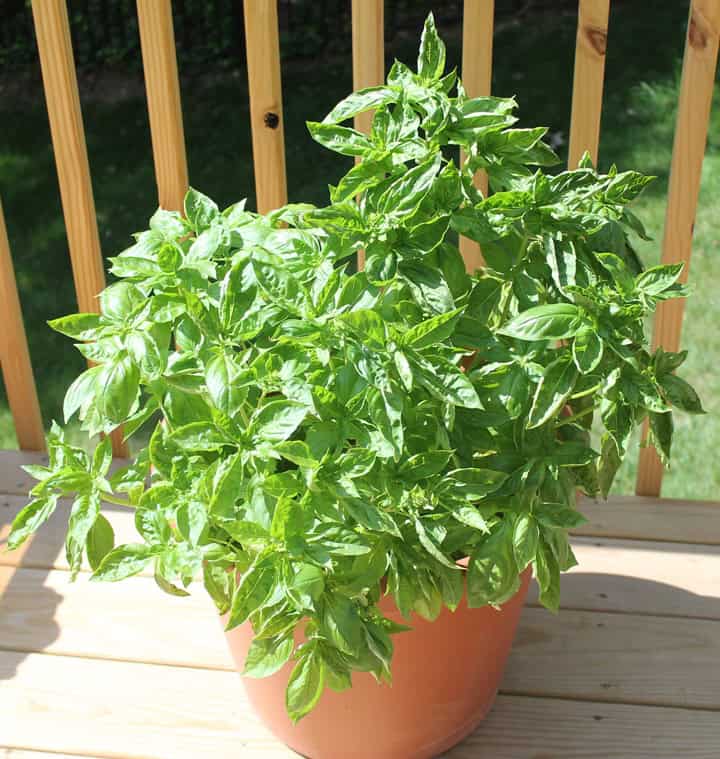 Basil plant in a pot on a deck.