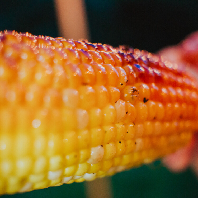 An ear of grilled corn on the cob ready to eat.