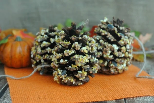 Pinecones with peanut butter and bird seed with strings to use as bird feeders.