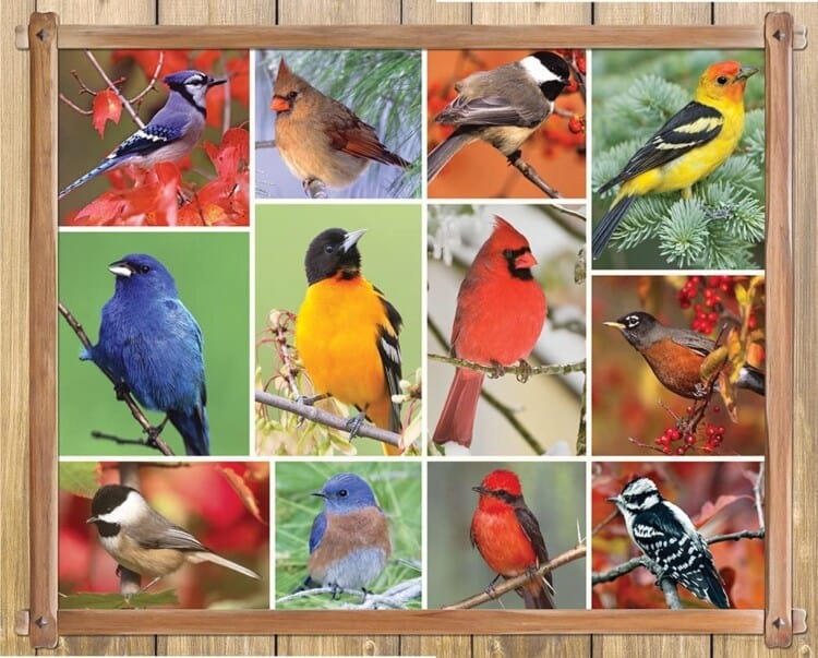 Photo of a puzzle box with different colored birds in a grid.