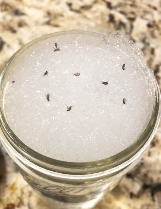 Dead fruit flies on top of soapy bubbles in a mason jar.