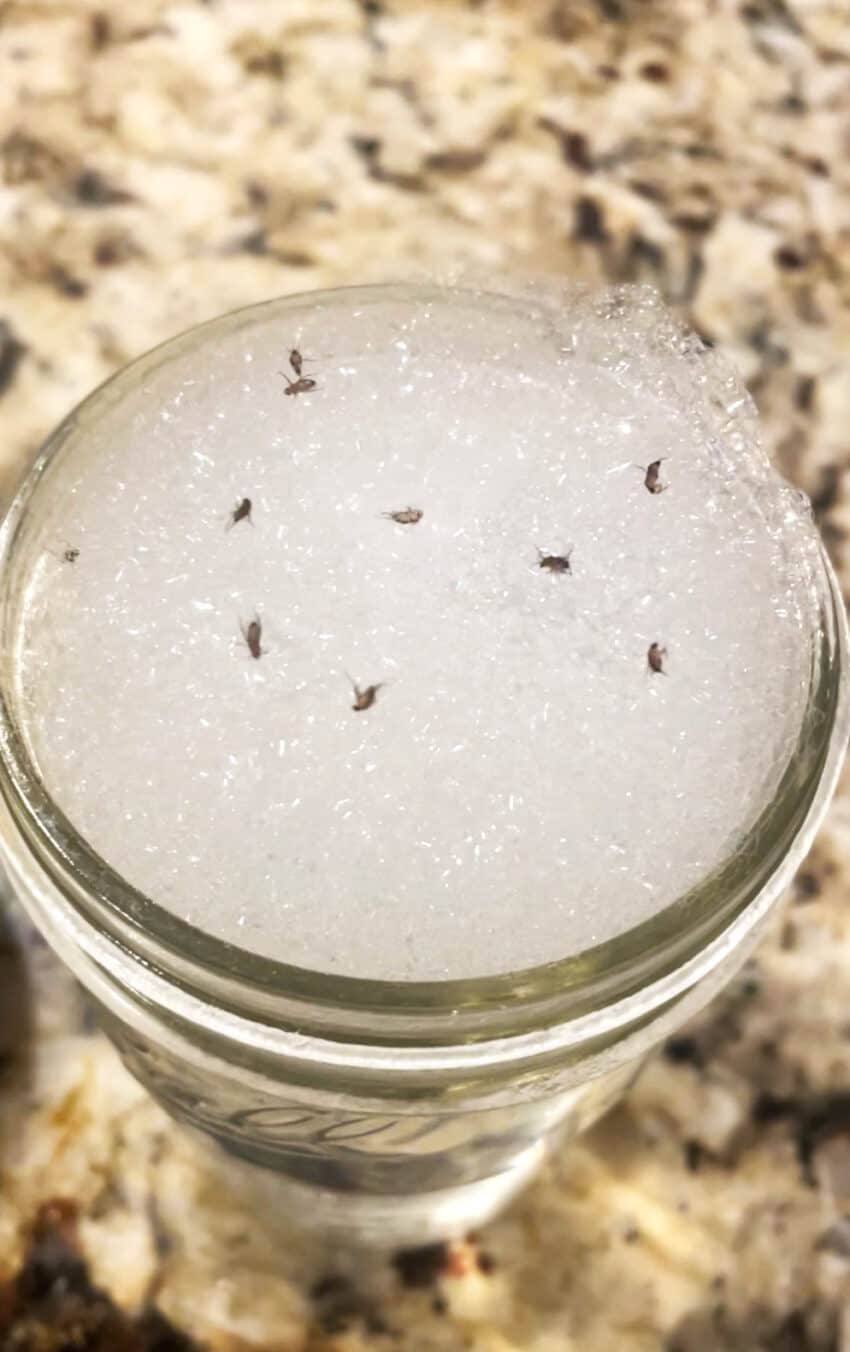 DIY Fruit Fly Traps (Using Apple Cider Vinegar) Thriving Home