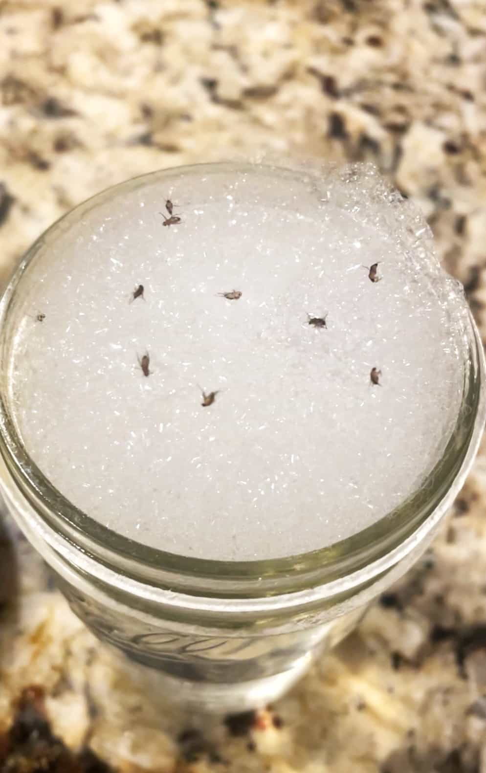 Dead fruit flies on top of soapy bubbles in a mason jar.