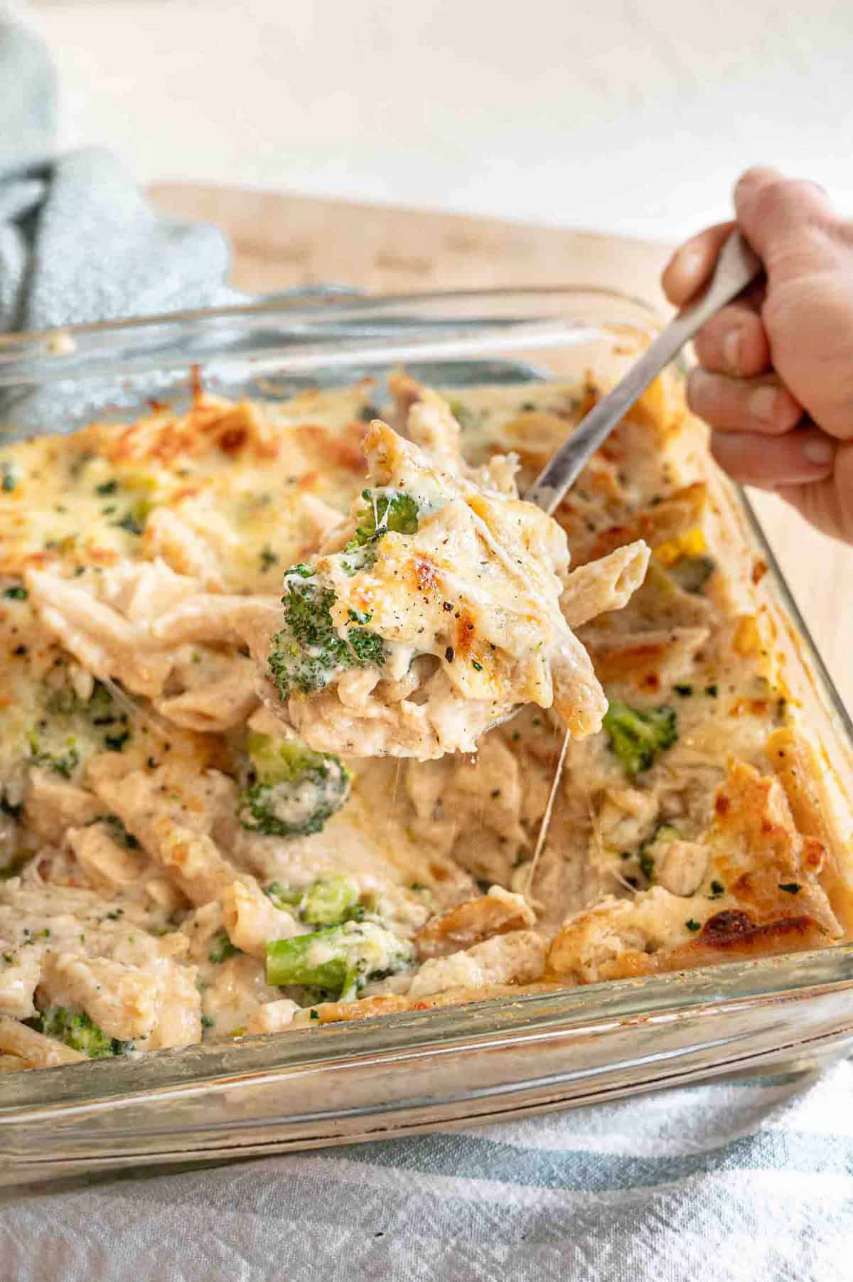 Chicken broccoli alfredo bake being served from a glass baking dish.